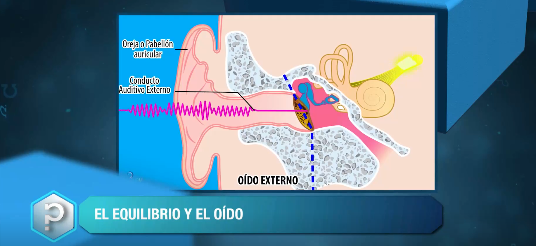¿Por qué nos mantenemos en equilibrio?